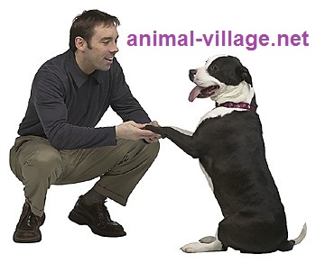 پانسیون سگ - نگهداری و تربیت سگ - آموزش تربیت سگ - پرورش سگ