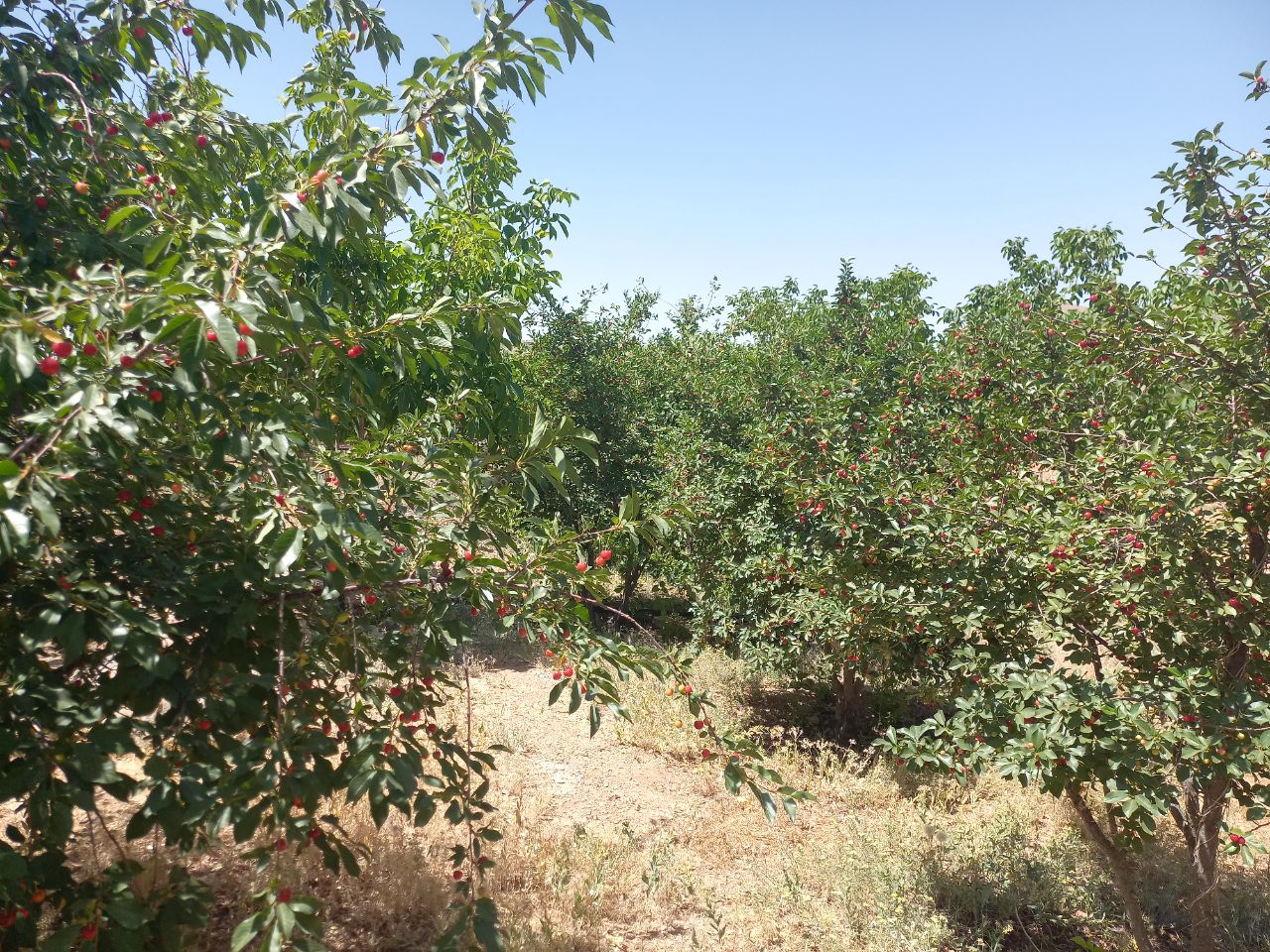 باغ با مجوز گردشگری 10000 متر فروشی
