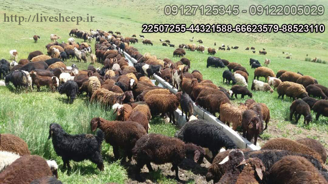 گوسفند زنده  تهران