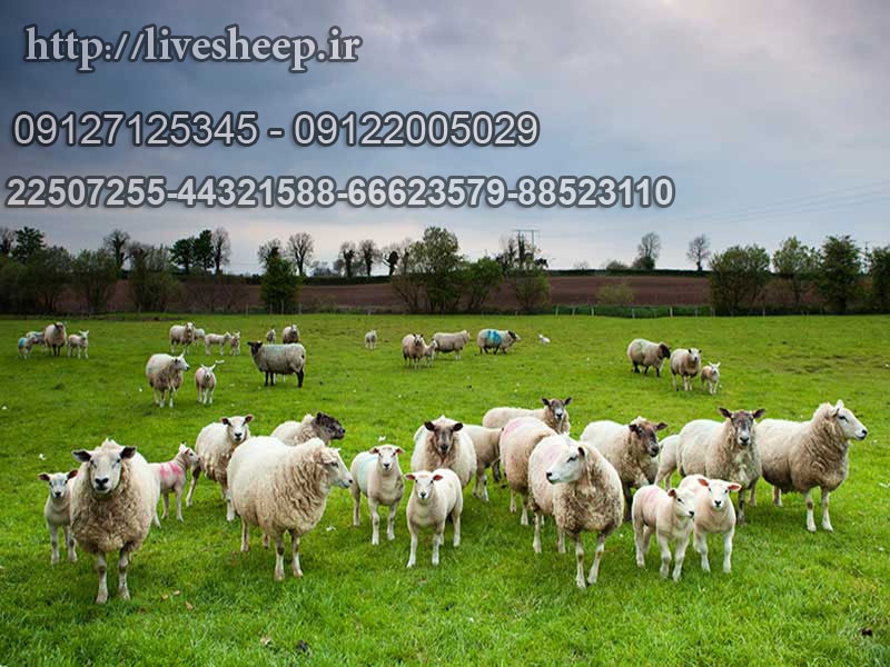 قیمت گوسفند زنده 